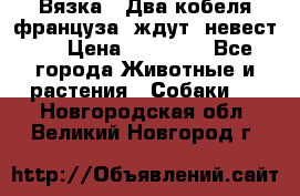  Вязка ! Два кобеля француза ,ждут  невест.. › Цена ­ 11 000 - Все города Животные и растения » Собаки   . Новгородская обл.,Великий Новгород г.